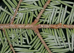 Weisstanne – Baum des Jahres 2004