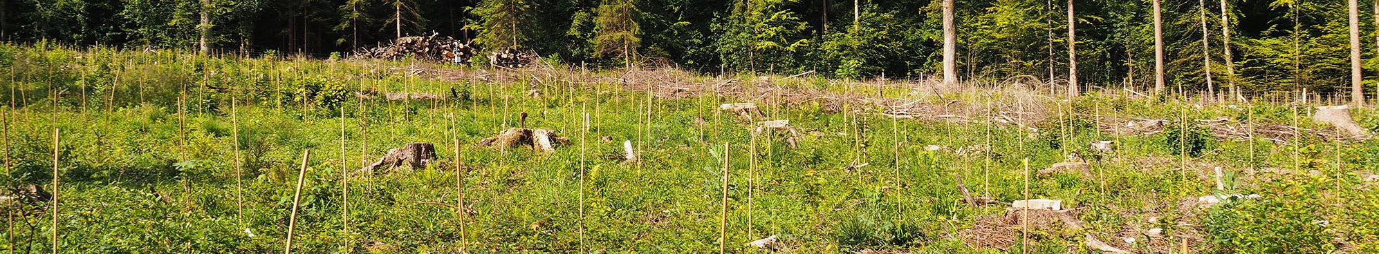 Testpflanzungen Waldlabor Zürich