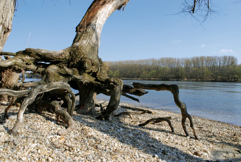 Totholz am Ufer eines Flusses
