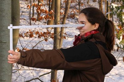 Ablauf bei der Durchmesserermittlung: Der Abstand zwischen Auge und Baum muss genau der Lände des Förster-Sticks entsprechen.