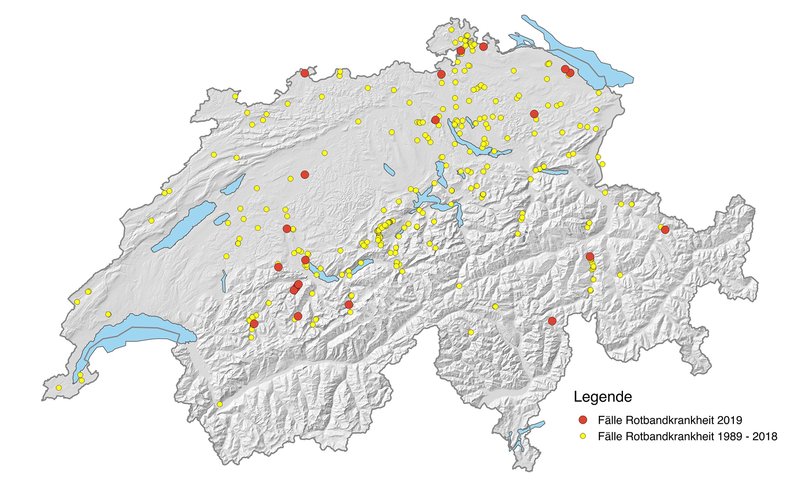 Verbreitung der Rotbandkrankheit in der Schweiz