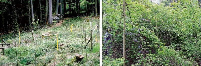 Development of ground flora in the studied clearing after felling