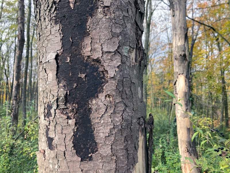 Abb. 12: Sporenlager der Ahorn-Rußrindenkrankheit (Foto: J. Grüner, Hartheim bei Freiburg)