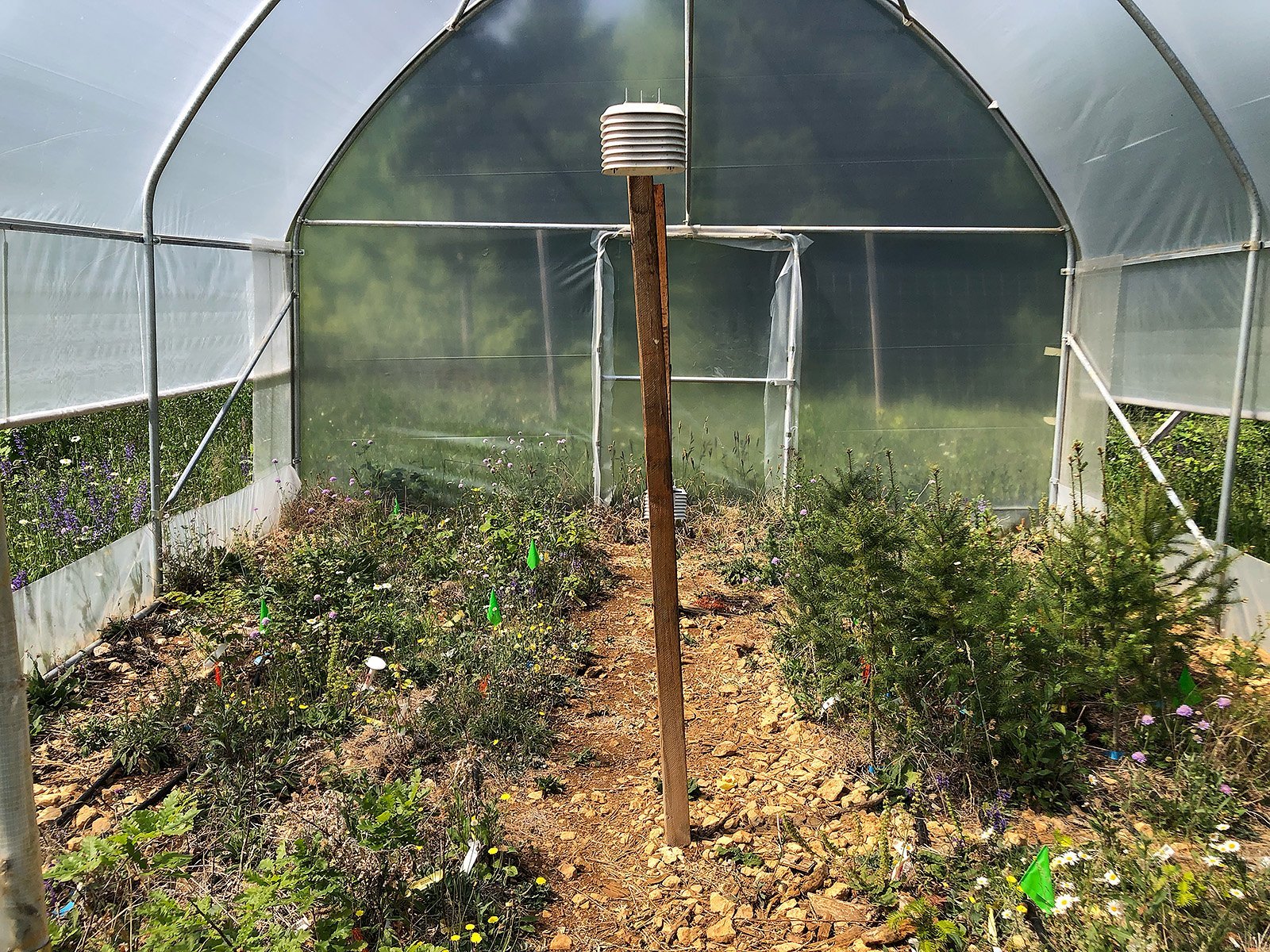 Douglasie, Zerreiche oder Buche – was wächst im Wald von