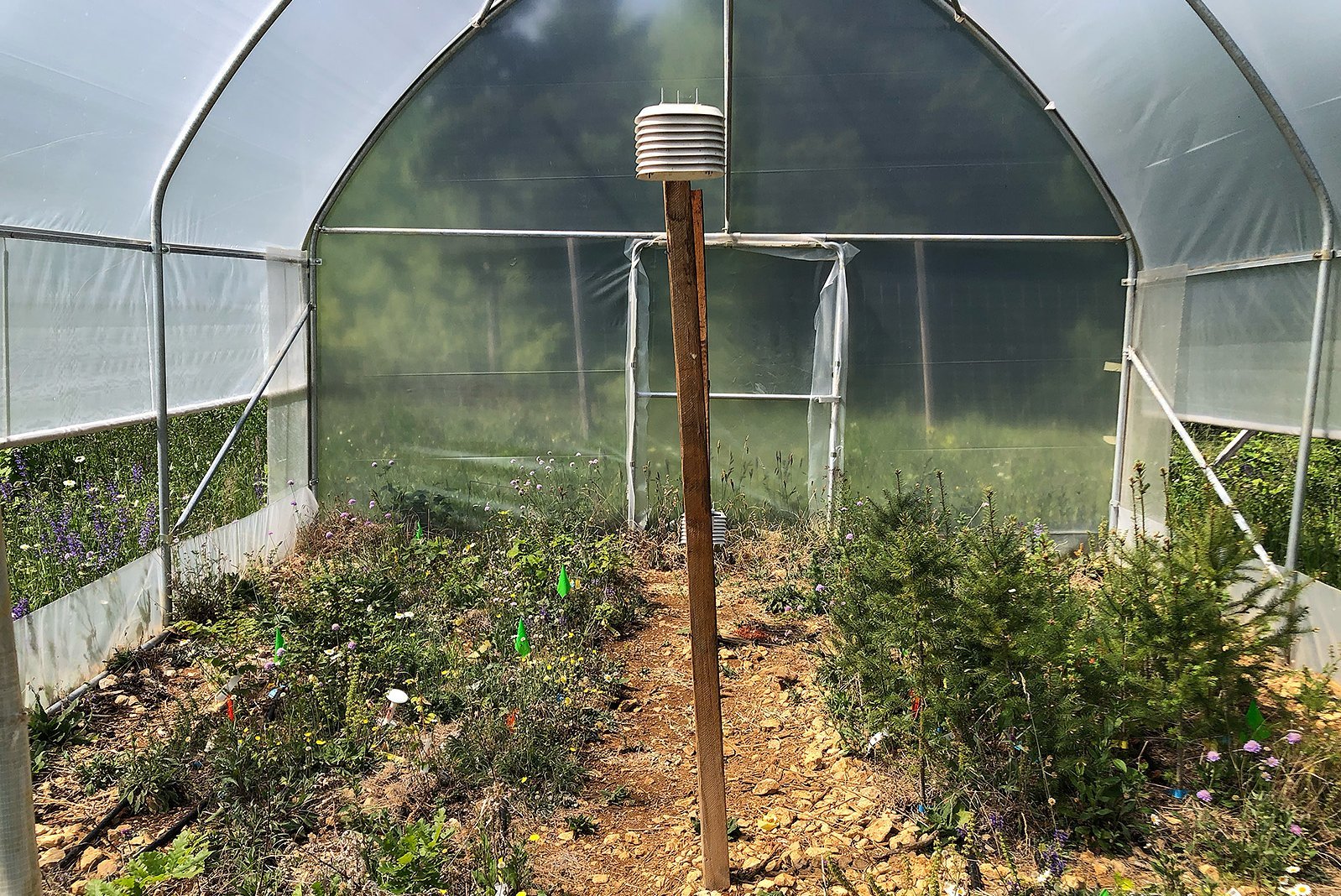 Folientunnel-Experiment