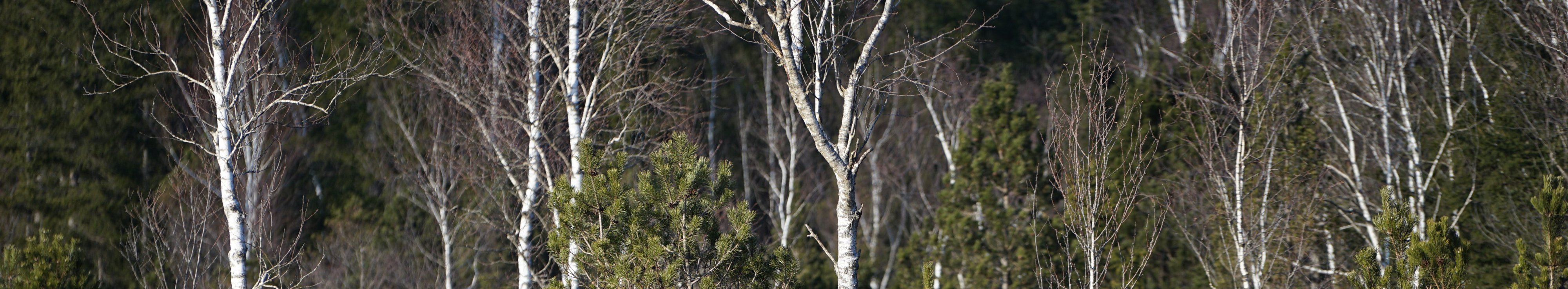 Lichter Wald aus kleinen Laubbäumen mit weißer Rinde und Nadelbäumen
