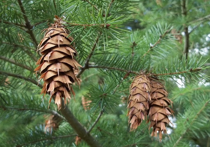 Branch and cones of Douglas fir