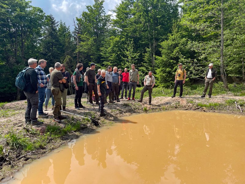 Gemeinsam Lösungen entwickeln: Im Pilotlandkreis Rastatt zeigt die Waldnaturschutzberatung neu angelegte Tümpel als Lebensraum für die Gelbbauchunke.