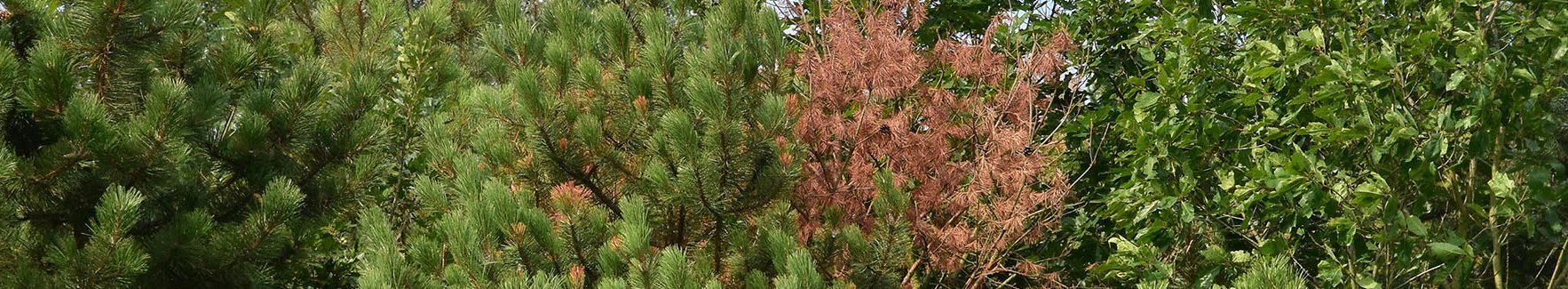 braun verfärbte Kiefernnadeln