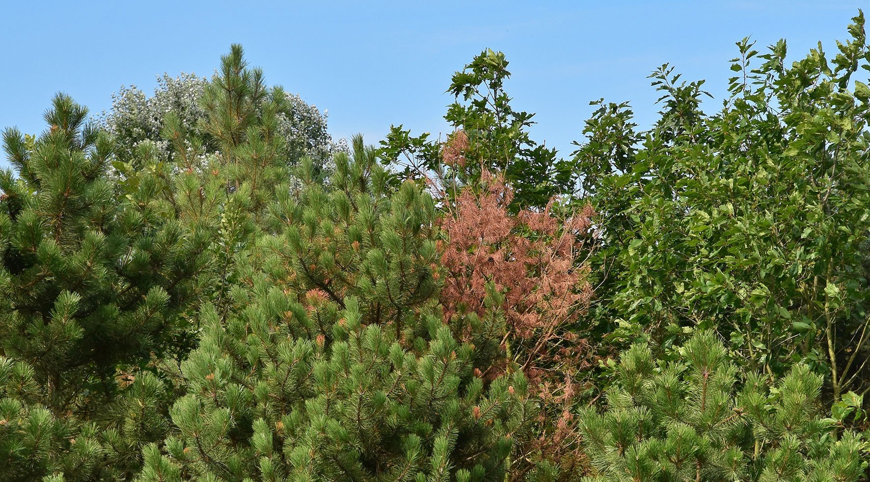 Profiteure des Klimawandels: Mehr Infektionen durch Pilze 1 Profiteure des Klimawandels: Mehr Infektionen durch Pilze