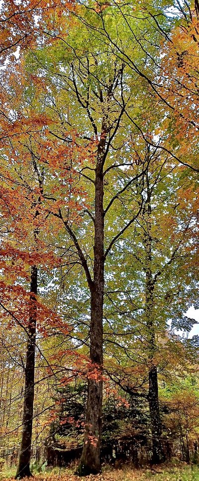 schöner Stamm mit BHD 65 cm und Höhe 29 m