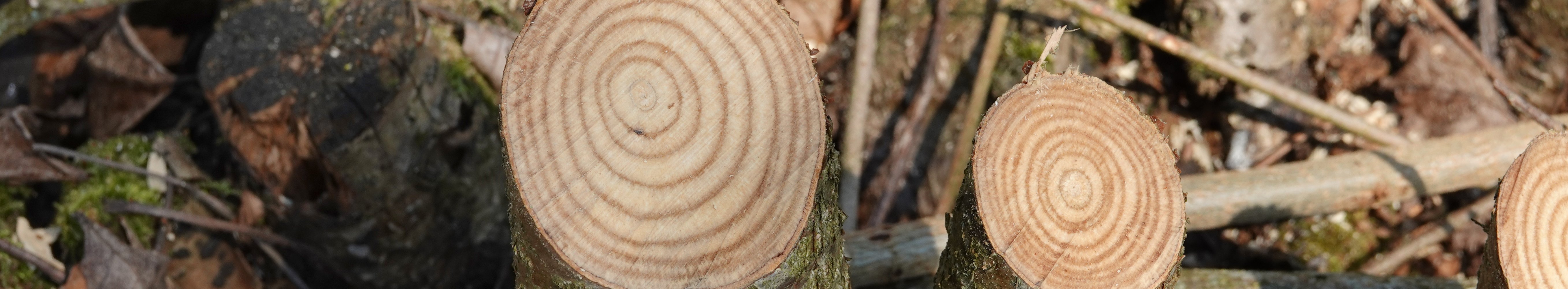 Holzstruktur unter dem Mikroskop