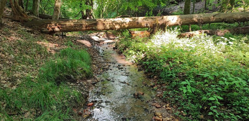 Laubwald mit Wasserläufen