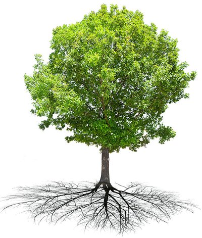 Baum mit Wurzelsystem