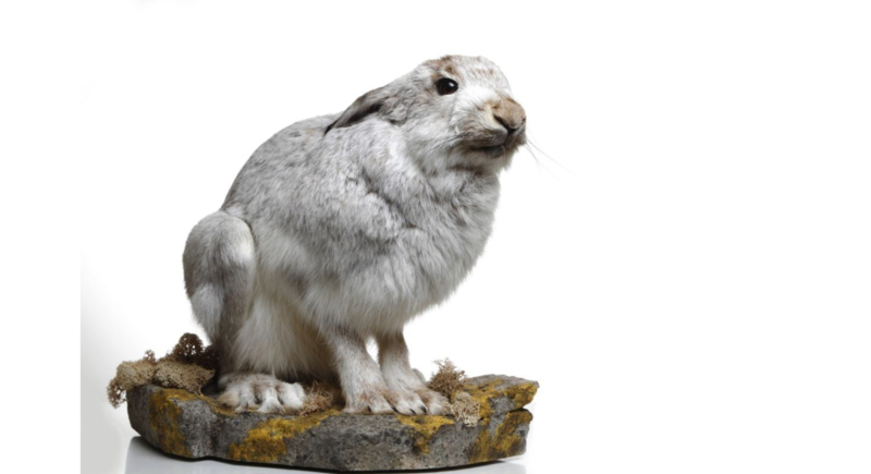 Ausgestopfter Schneehase