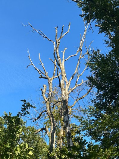 Abgestorbene Buche in der Nähe eines Wanderweges, wo jetzt auch Starkäste abzubrechen drohen und der Stamm umfallen kann