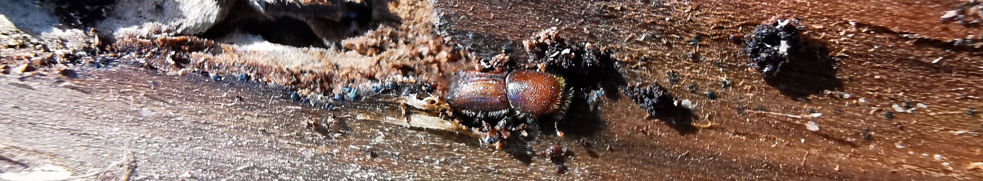 Borkenkäfer und Fraßspuren im Holz