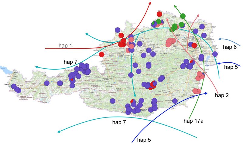 Verteilung der verschiedenen Traubeneichen Haplotypen in Österreich-Grafik