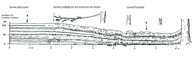 Structure du manteau neigeux