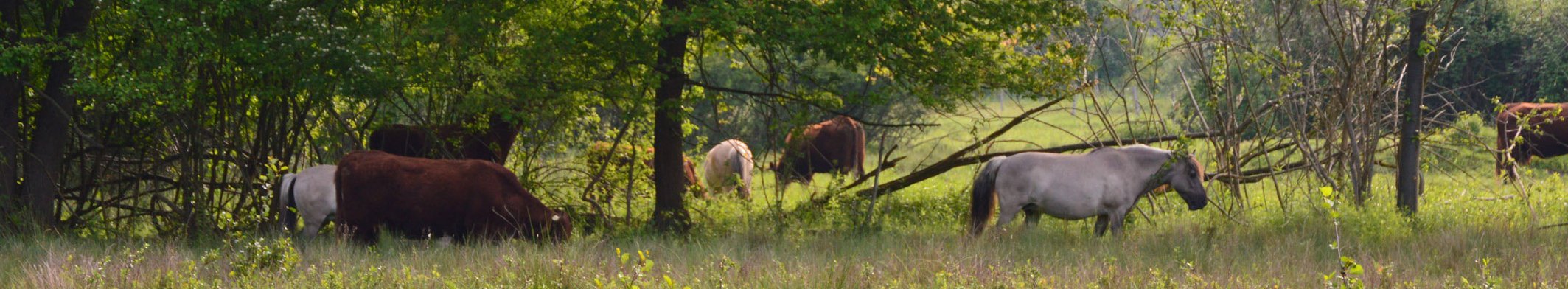 Multispezies-Variante: verschiedene Weidetierarten nutzen zeitgleich die Fläche, im Falle des Weideprojekts Kappel-Grafenhausen sind dies Salers-Rinder und Konik-Pferde. 
