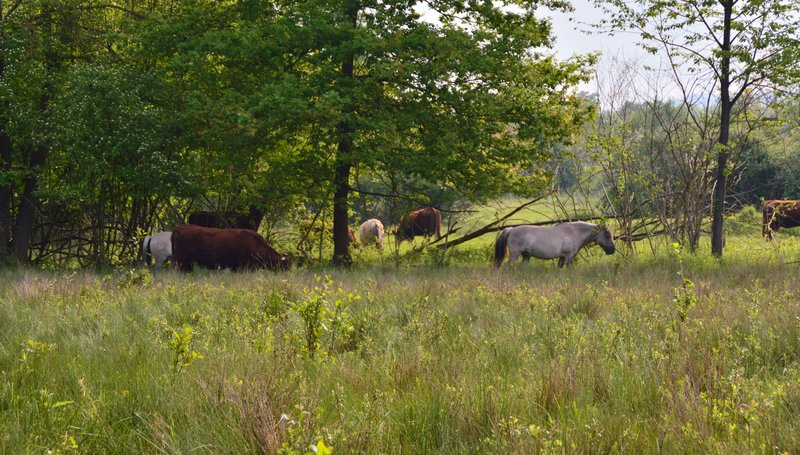  Multispezies-Variante: verschiedene Weidetierarten nutzen zeitgleich die Fläche, im Falle des Weideprojekts Kappel-Grafenhausen sind dies Salers-Rinder und Konik-Pferde.