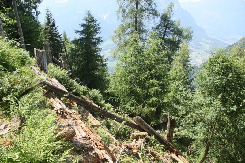 Wald nach Borkenkäferbefall im Wiederaufbau