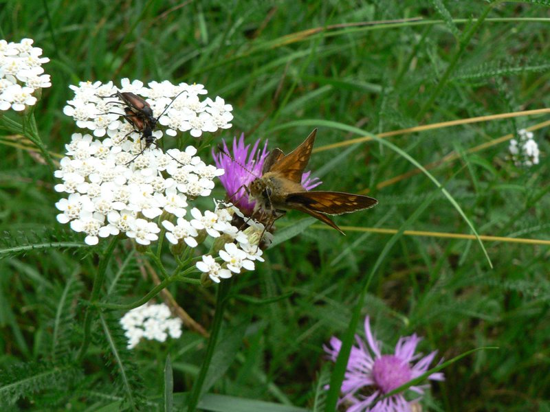 Bräunliche Käfer und rot-brauner Schmetterling auf weißer Doldenblüte