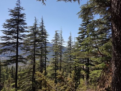 Bestand aus großen Nadelbäumen vor blauem Himmel und Bergkette im Hintergrund