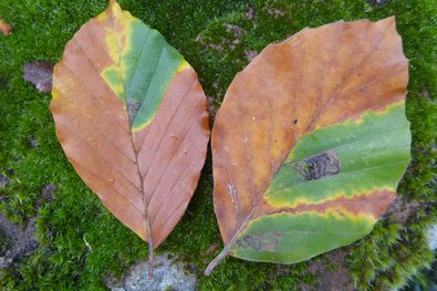 grüne Flecken im ansonsten bereits verfärbten Buchenblatt