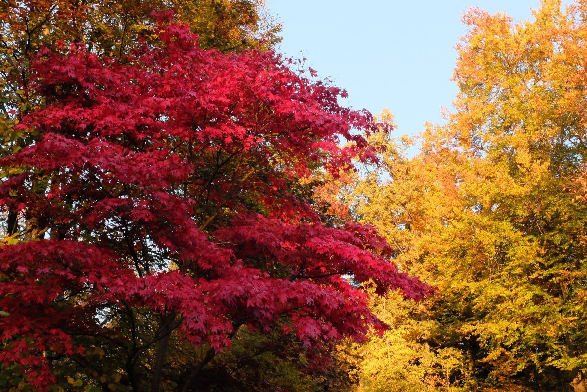 rot und gelb verfärbte Bäume