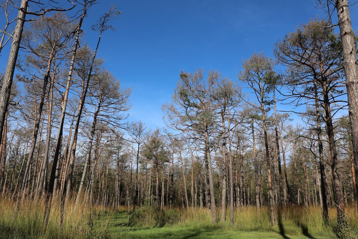 Kiefernvitalität nach Hagelschlag: Womit die Kiefer im Augsburger Lechauwald zu 1 Kiefernvitalität nach Hagelschlag: Womit die Kiefer im Augsburger Lechauwald zu