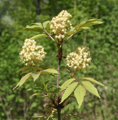 shrub with white flowers