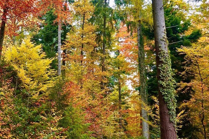 Waldbericht 2025: eine Gesamtschau zum Schweizer Wald
