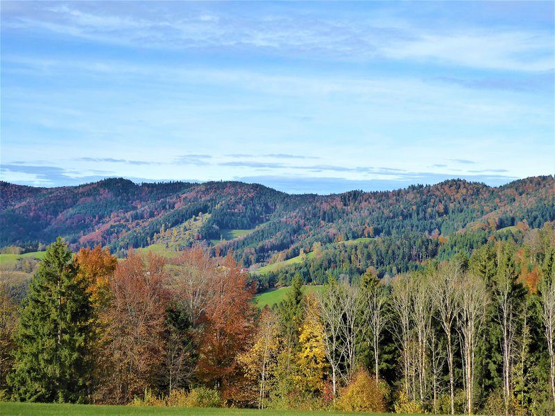 Blick im Herbst von St. Peter (Lindenberg) auf den Mischwald am Rosskopf bei Freiburg.