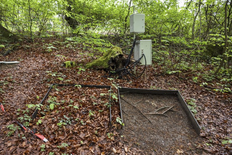 Bodenfeuchtemessung im Wald