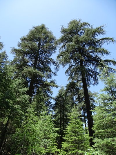 Coniferous forest with natural regeneration