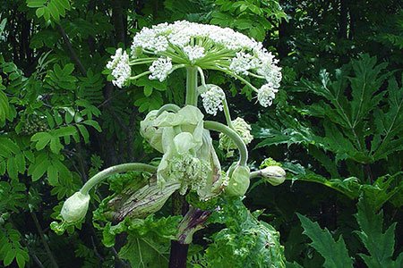 A dangerous beauty with toxic fibres  the Giant Hogweed - waldwissen.net