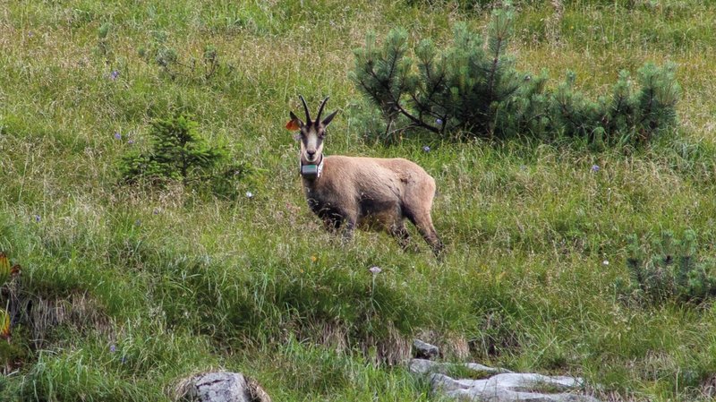 besenderten Gams im Projektgebiet Karwendel