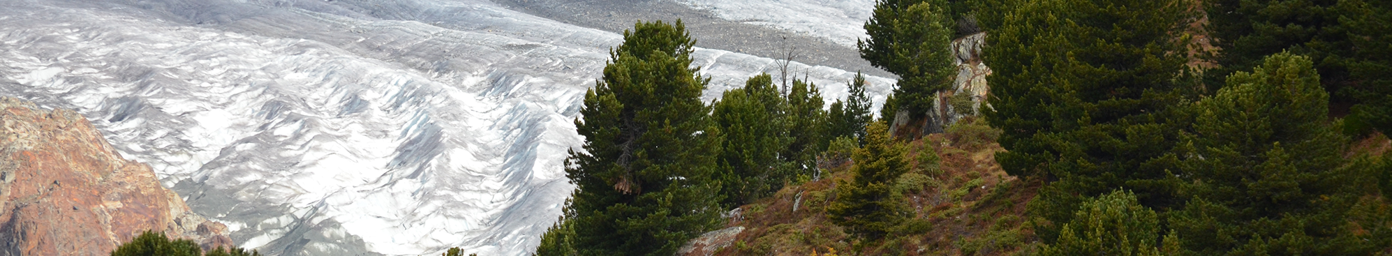 Swiss Stone Pine – a Mountain Forest Tree