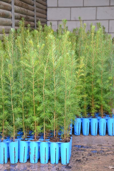 Containerpflanzen warten auf die Verpflanzung