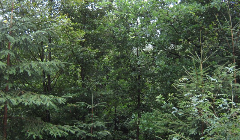 Dichte Mischung verschiedener Baumarten