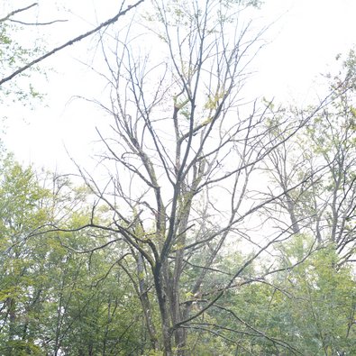 Krone mit zahlreichen toten Ästen