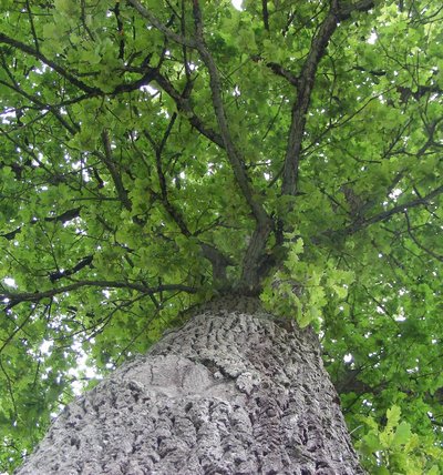 Eichenkrone von unten