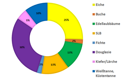 Baumartenanteile an den Kulturflächen im Hessischen Staatswald