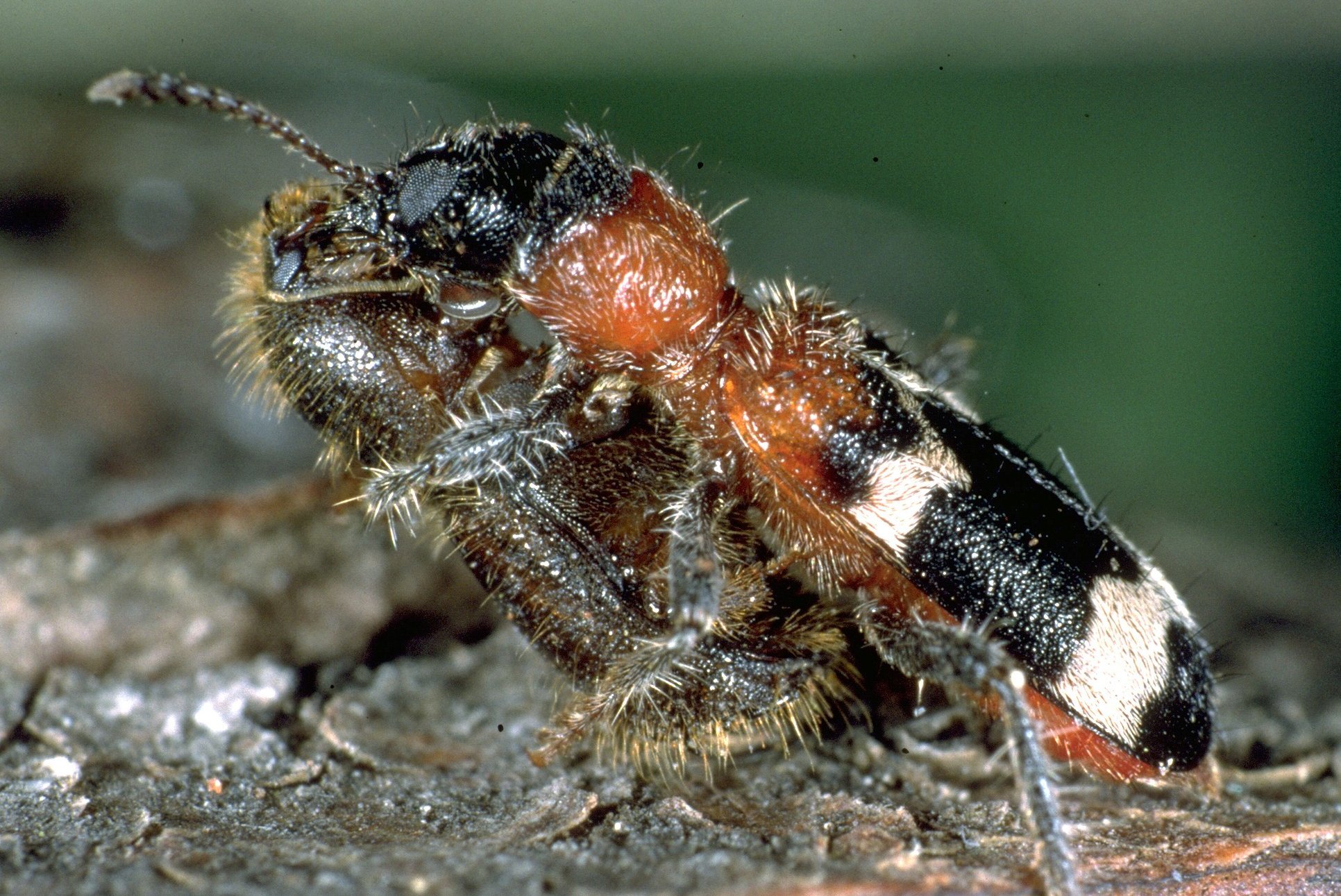 Käfer frisst Borkenkäfer