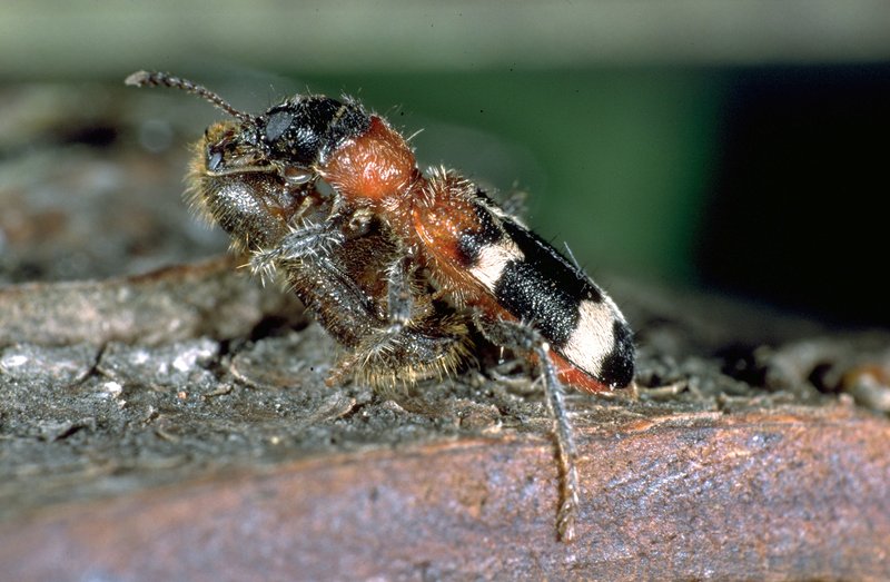 ant beetle