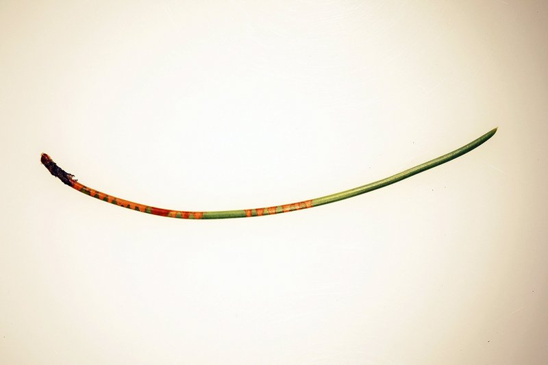 Schwarzföhrennadel mit ringförmigen Saugschäden