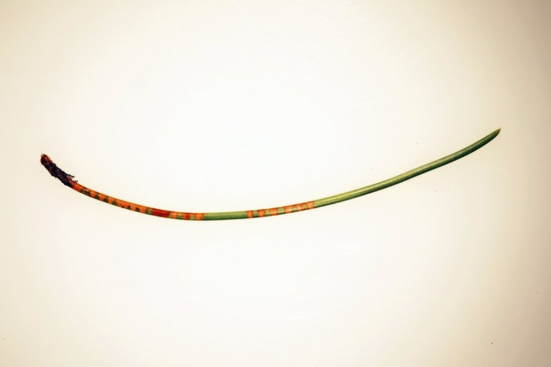 Aiguille de pin noir présentant des dégâts de succion en forme d‘anneau