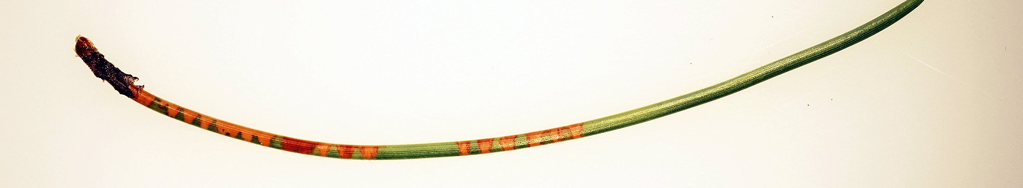 Schwarzföhrennadel mit ringförmigen Saugschäden verursacht durch die Kiefernblutzikade