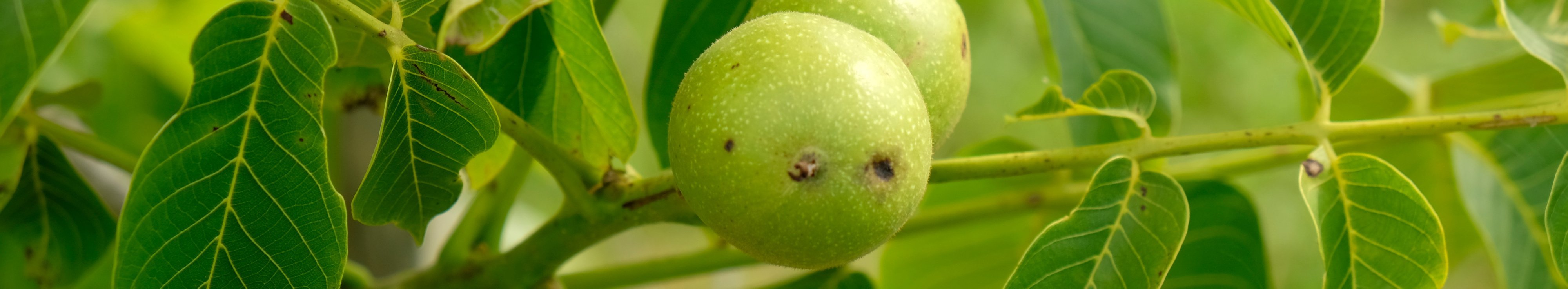 Zwei grüne runde Walnüsse sitzen an einem Walnusszweig